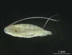 Image of Calanus finmarchicus