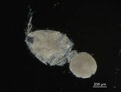 Image of <i>Tisbe furcata</i>