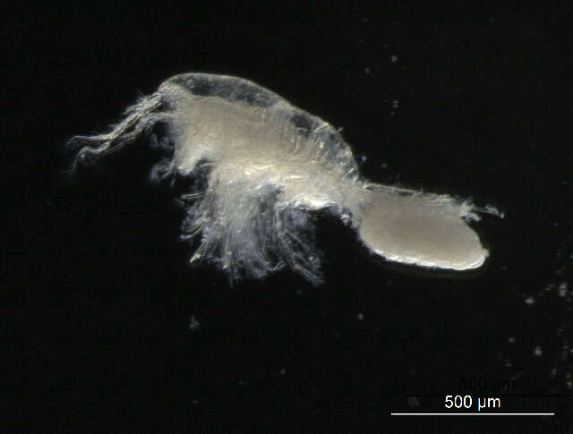 Image of <i>Tisbe furcata</i>