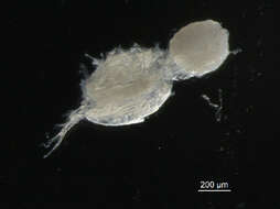 Image of <i>Tisbe furcata</i>