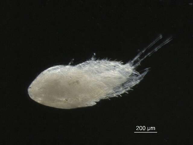 Image of <i>Tisbe furcata</i>