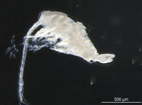 Image of Microsetella norvegica (Boeck 1865)