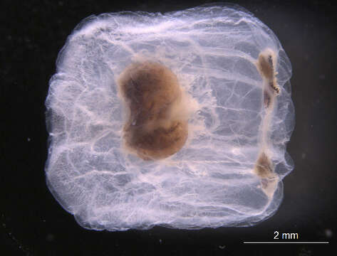 Image of Bougainvillia superciliaris (L. Agassiz 1849)