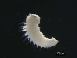 Image of Scolelepis
