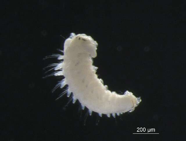 Image of Scolelepis