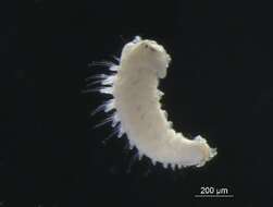 Image of Scolelepis