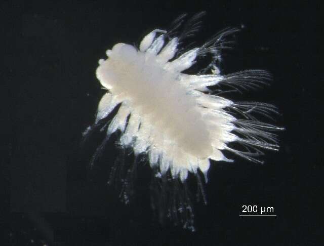 Image of polynoid scaleworms