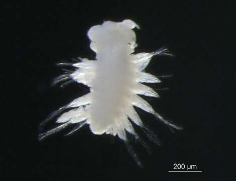 Image of fifteen-scaled worm