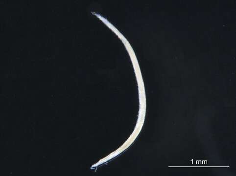 Image of fifteen-scaled worm