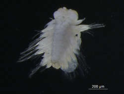 Image of fifteen-scaled worm