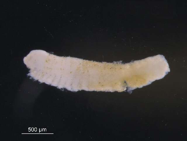 Image of Scolelepis