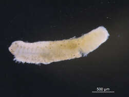 Image of Scolelepis