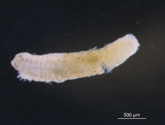Image of Scolelepis