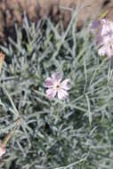 Слика од Dianthus turkestanicus Preobr.