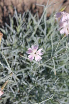 Dianthus turkestanicus Preobr.的圖片