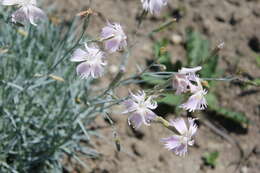 Слика од Dianthus turkestanicus Preobr.