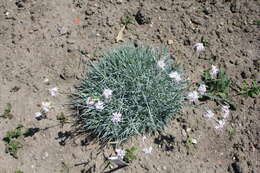 Image of Dianthus turkestanicus Preobr.