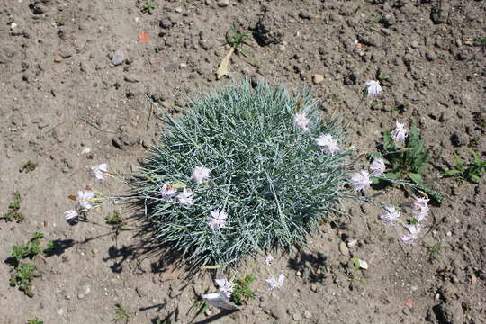 Слика од Dianthus turkestanicus Preobr.