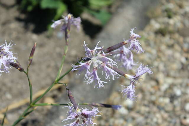 صورة Dianthus superbus L.