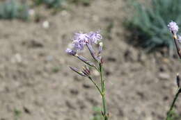 صورة Dianthus superbus L.