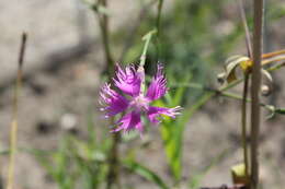 Image of Dianthus longicalyx Miq.