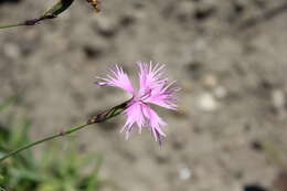 Image of Dianthus longicalyx Miq.