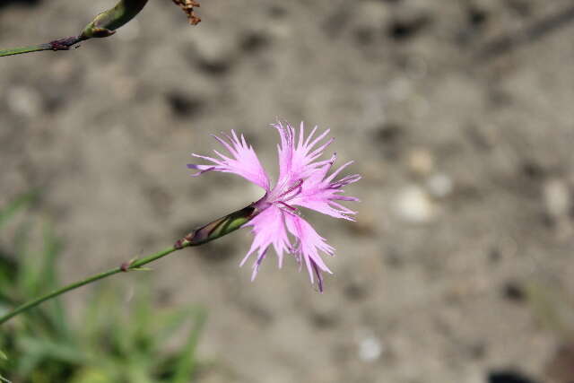 Dianthus longicalyx Miq.的圖片