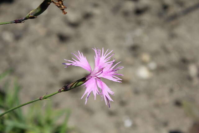 Image of Dianthus longicalyx Miq.