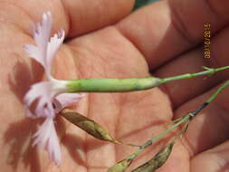 Слика од Dianthus turkestanicus Preobr.