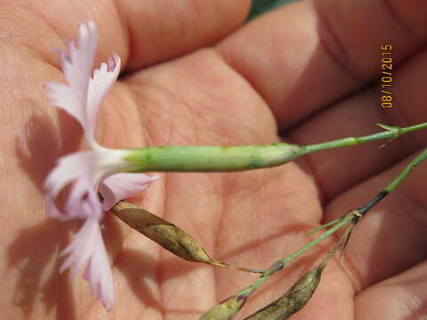 Слика од Dianthus turkestanicus Preobr.