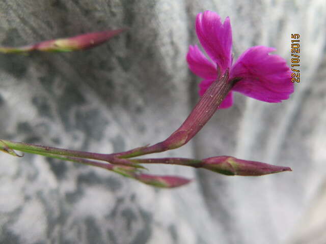 صورة Dianthus deltoides L.