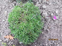 صورة Dianthus deltoides L.