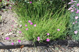 صورة Dianthus deltoides L.