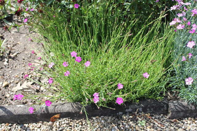 صورة Dianthus deltoides L.