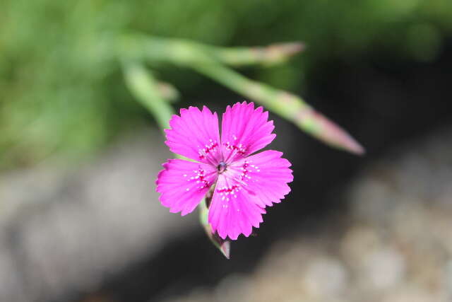 صورة Dianthus deltoides L.