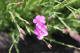 صورة Dianthus deltoides L.