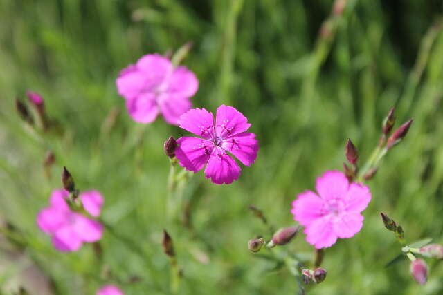 صورة Dianthus deltoides L.