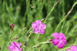 صورة Dianthus deltoides L.