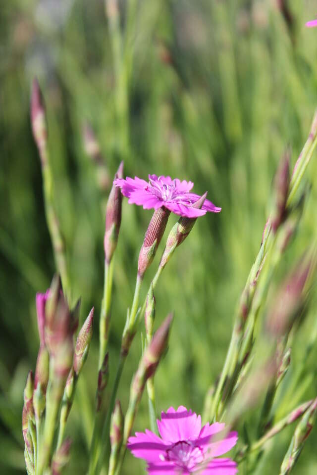 صورة Dianthus deltoides L.