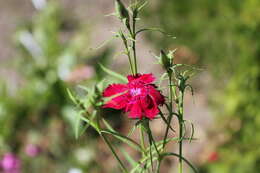 Image of China pink