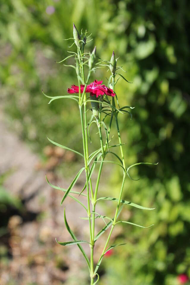 Image of China pink