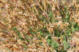 صورة Dianthus deltoides L.