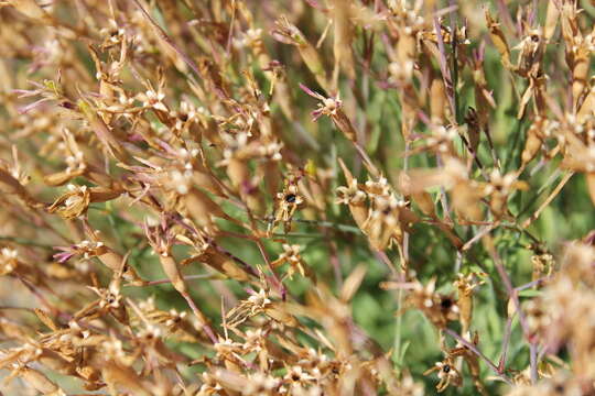 صورة Dianthus deltoides L.