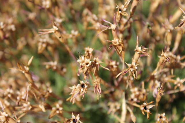 صورة Dianthus deltoides L.