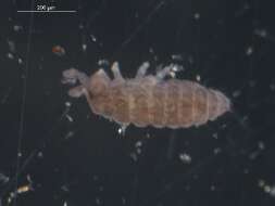 Image of Ceratophysella