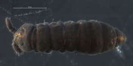 Image of Hypogastrura