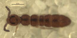 Image of Ceratophysella