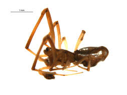 Image of Argyrodes elevatus Taczanowski 1873