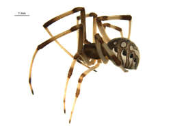 Image de Latrodectus geometricus C. L. Koch 1841