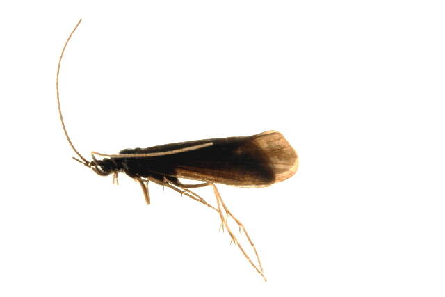 Plancia ëd Odontoceridae